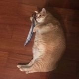 钟琛