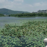 清香绝莲