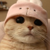 cookie99