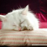 agnes