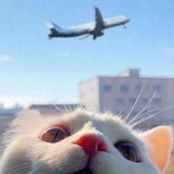 猫儿
