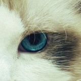 暗渡陳倉尼肯基