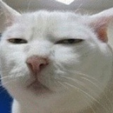 苗俊青