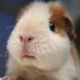 Misie