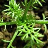 chamomile