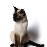 大囧猫