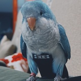 GOODZHU