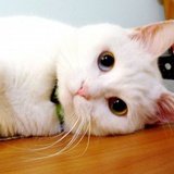 猫咪不哭
