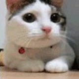 猫的碎碎念
