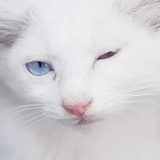 猫雨凝