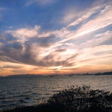 李芍药