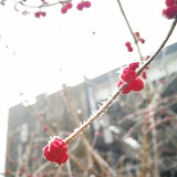 红豆