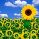 奋起直上的丫头