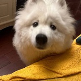 遇到困难睡大觉