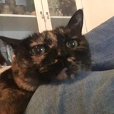 猫耳朵呀
