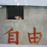 红毛龟