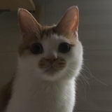 工厂长兔大爷