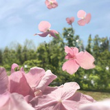 一轮玫瑰