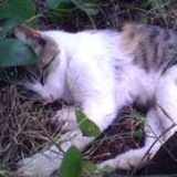 那只猫