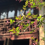 shenchen