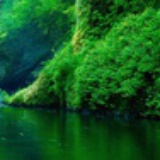 forest.lin