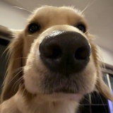 HAZEL