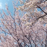 redcheung