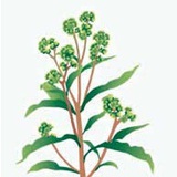 以茶会友