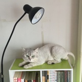 小明