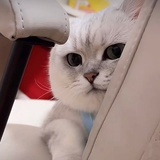 芬儿头打工中