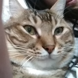Nyah