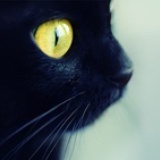琥珀猫