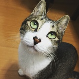 大 力 