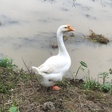 七小阮