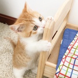 猫吖吖吖