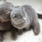 俊少