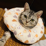 echo