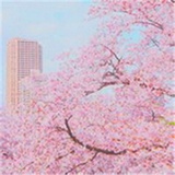 花包子