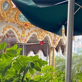 麦子