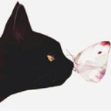 飞鸟和鱼