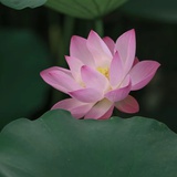 月神