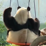 はる