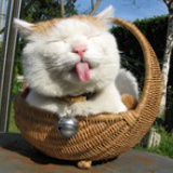 猫叔