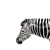 einZebra