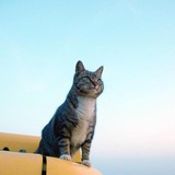猫の豚
