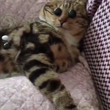 小奶牛oO