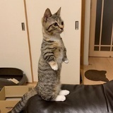 苏苏