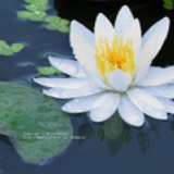 海胆