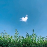 朝朝