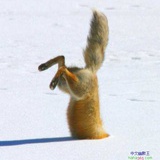 foxface